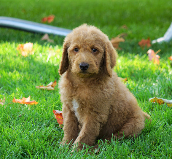 F1B Labradoodle For Sale Millersburg, OH Male- Tyler