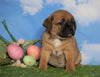 English Bulldog/Puggle For Sale Sugarcreek, OH Female - Allie