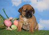 English Bulldog/Puggle For Sale Sugarcreek, OH Female - Allie