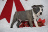 AKC Registered Boston Terrier For Sale Warsaw, OH Male- Benji -RARE BLUE COLOR-