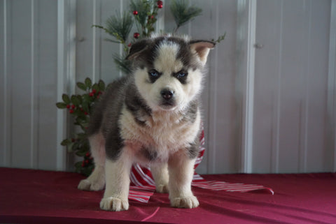 AKC Registered Siberian Husky For Sale Millersburg, OH Male- Buddy