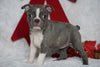 AKC Registered Boston Terrier For Sale Warsaw, OH Female- Blue Bell -RARE BLUE COLOR-