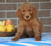 F1B Labradoodle For Sale Millersburg, OH Male- Tony