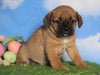 English Bulldog/Puggle For Sale Sugarcreek, OH Female - Allie