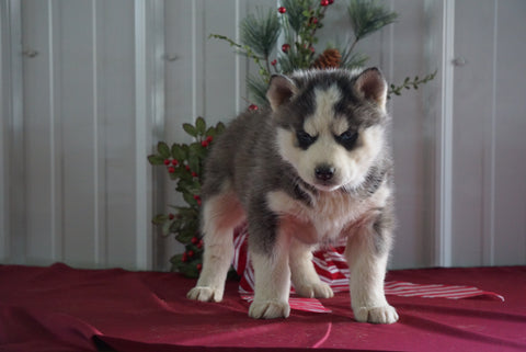 AKC Registered Siberian Husky For Sale Millersburg, OH Female- Betsy