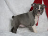 AKC Registered Boston Terrier For Sale Warsaw, OH Female- Blue Bell -RARE BLUE COLOR-