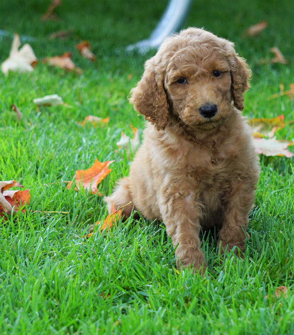 F1B Labradoodle For Sale Millersburg, OH Male- Tony