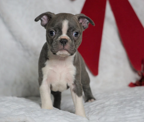 AKC Registered Boston Terrier For Sale Warsaw, OH Female- Blue Bell -RARE BLUE COLOR-