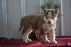 AKC Registered Siberian Husky For Sale Millersburg, OH Male- Lucky