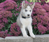 AKC Registered Siberian Husky For Sale Millersburg, OH Male- Theo