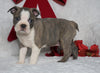 AKC Registered Boston Terrier For Sale Warsaw, OH Male- Bozo -RARE BLUE COLOR-