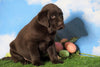 AKC Chocolate Labrador Retriever For Sale Sugarcreek, OH Male - Mac