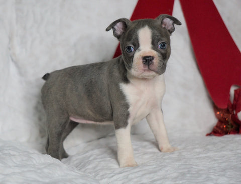 AKC Registered Boston Terrier For Sale Warsaw, OH Female- Bonnie -RARE BLUE COLOR-