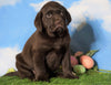 AKC Chocolate Labrador Retriever For Sale Sugarcreek, OH Male - Mac