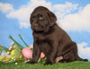 AKC Chocolate Labrador Retriever For Sale Sugarcreek, OH Male - Mac