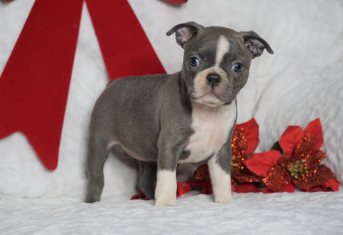 AKC Registered Boston Terrier For Sale Warsaw, OH Female- Baylie -RARE BLUE COLOR-