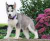 AKC Registered Siberian Husky For Sale Millersburg, OH Male- Thor