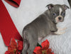 AKC Registered Boston Terrier For Sale Warsaw, OH Female- Baylie -RARE BLUE COLOR-