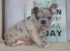 AKC Registered French Bulldog For Sale Millersburg, OH Female- Bella