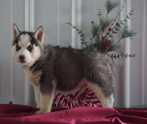 AKC Registered Siberian Husky For Sale Millersburg, OH Male- Teddy