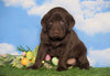 AKC Chocolate Labrador Retriever For Sale Sugarcreek, OH Male - Bobby