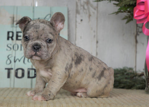 AKC Registered French Bulldog For Sale Millersburg, OH Female- Bella