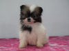 ACA Registered Pomeranian For Sale Millersburg, OH Female - Tiny