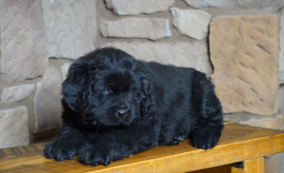 AKC Registered Newfoundland For Sale Dalton, OH Male Rambo