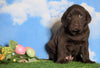 AKC Chocolate Labrador Retriever For Sale Sugarcreek, OH Male - Bobby