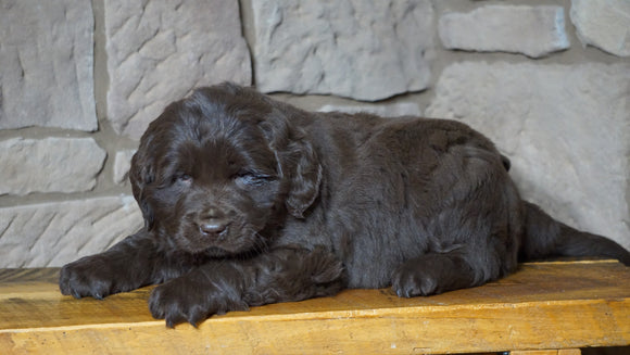 AKC Registered Newfoundland For Sale Dalton, OH Male- Moose