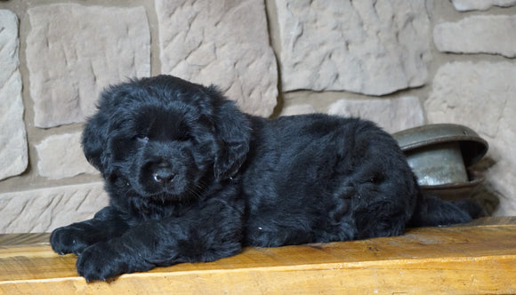 AKC Registered Newfounland For Sale Dalton, OH Female- Lexi