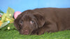 AKC Chocolate Labrador Retriever For Sale Sugarcreek, OH Male - Bobby