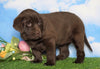 AKC Chocolate Labrador Retriever For Sale Sugarcreek, OH Female - Breezy