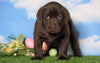 AKC Chocolate Labrador Retriever For Sale Sugarcreek, OH Female - Breezy