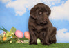AKC Chocolate Labrador Retriever For Sale Sugarcreek, OH Female - Breezy