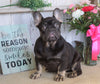 AKC Registered French Bulldog For Sale Millersburg, OH Male- Chief