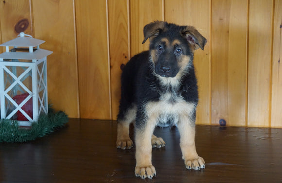 AKC Registered German Shepherd For Sale Millersburg, OH Female- Samantha