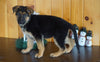 AKC Registered German Shepherd For Sale Millersburg, OH Female- Samantha