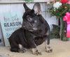 AKC Registered French Bulldog For Sale Millersburg, OH Male- Chief
