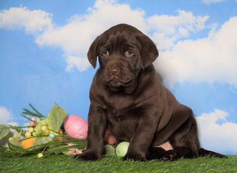 AKC Chocolate Labrador Retriever For Sale Sugarcreek, OH Female - Breezy