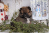 ACA Registered Pomeranian For Sale Millersburg, OH Female - Dorothy
