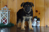 AKC Registered German Shepherd For Sale Millersburg, OH Female- Twila