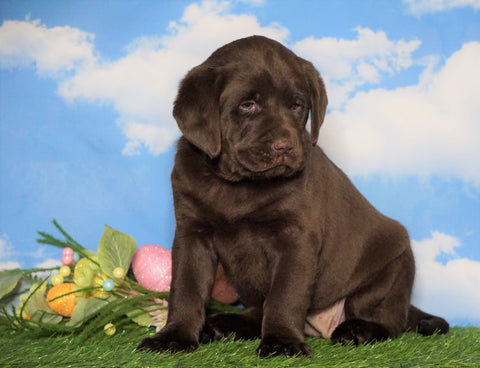 AKC Chocolate Labrador Retriever For Sale Sugarcreek, OH Female - Ruby