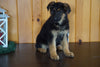 AKC Registered German Shepherd For Sale Millersburg, OH Female- Twila