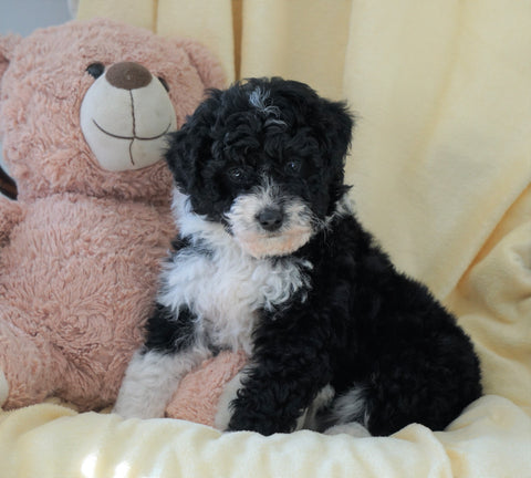 Mini Aussiedoodle For Sale Wooster, OH Female- Molly