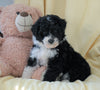 Mini Aussiedoodle For Sale Wooster, OH Female- Molly