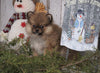 ACA Registered Pomeranian For Sale Millersburg, OH Female - Kristy