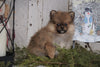 ACA Registered Pomeranian For Sale Millersburg, OH Female - Kristy