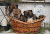 ACA Registered Pomeranian For Sale Millersburg, OH Female - Julie