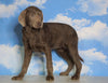 AKC Chocolate Labrador Retriever For Sale Sugarcreek, OH Female - Ruby